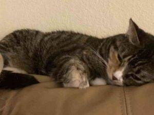 Brown tabby tuxedo cat for adoption in plano texas - katie 1