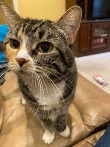 Brown tabby tuxedo cat for adoption in plano texas - katie 1