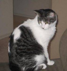 Tabby and white female cat for adoption allen texas 2