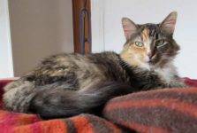 Longhair Calico Cat For Private Adoption Mount Bethel PA