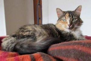 Stunning longhair calico cat for private adoption mount bethel pa – adopt michelle