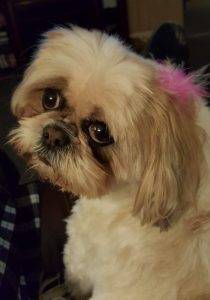 Rehomed – tabitha and tucker – sweet pair of purebred shih tzu dogs in missouri