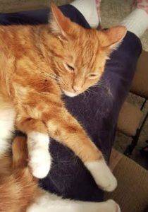 Rehomed! Terrific tabo- tangerine cutie-cat in portland, oregon