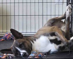 Taco the belgian malinois mix lying on his back asleep inside his crate with legs in the air and a rope toy nearby.