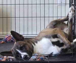 Belgian Malinois Dog For Adoption in Rio Rancho NM Photo Taco the Belgian Malinois mix lying on his back asleep inside his crate with legs in the air and a rope toy nearby.