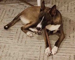 Taco the belgian malinois mix lying on a carpet chewing on a long treat stick with his eyes closed.