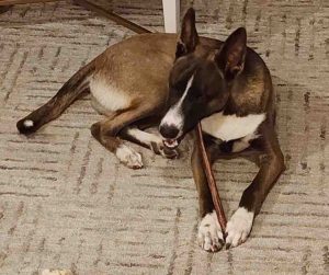 Belgian Malinois Dog For Adoption in Rio Rancho NM Photo Taco the Belgian Malinois mix lying on a carpet chewing on a long treat stick with his eyes closed.
