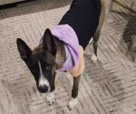 Taco the Belgian Malinois mix wearing a black, purple, and peach hoodie, looking up at the camera with his ears perked.