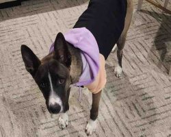 Taco the belgian malinois mix wearing a black, purple, and peach hoodie, looking up at the camera with his ears perked.