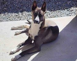 Taco the belgian malinois mix lying on a concrete patio in the sun, looking directly at the camera.