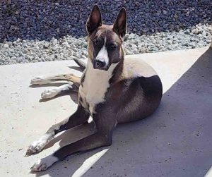 Belgian Malinois Dog For Adoption in Rio Rancho NM Photo Taco the Belgian Malinois mix lying on a concrete patio in the sun, looking directly at the camera.