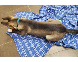 Overhead view of taco the belgian malinois mix on a blue plaid blanket, chewing on a toy ball.