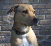 Taco - Mix Breed Dog For Adoption Houston 5