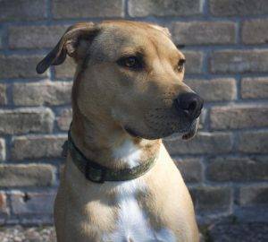 Pitbull hound mix dog for adoption in houston tx