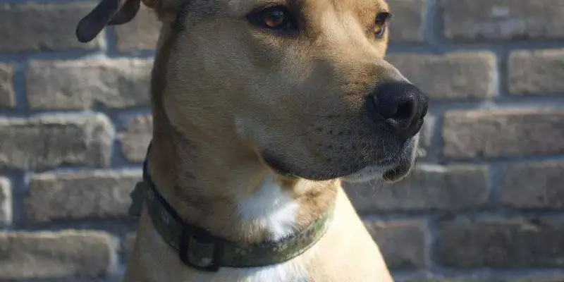 Taco - Mix Breed Dog For Adoption Houston 5