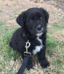 Tala - Lab Mix Puppy For Adoption In San Antonio