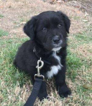 Tala - Lab Mix Puppy For Adoption In San Antonio