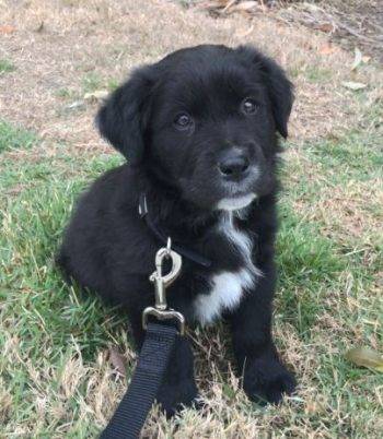 black lab and border collie mix puppy