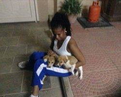 Talia - canaan dog for adoption in tampa fl 2