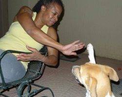 Talia - canaan dog for adoption in tampa fl 2