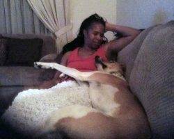 Talia - canaan dog for adoption in tampa fl 2