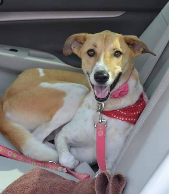Talia - Canaan Dog For Adoption in Tampa FL 2