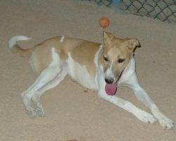 Talia - canaan dog for adoption in tampa fl 2