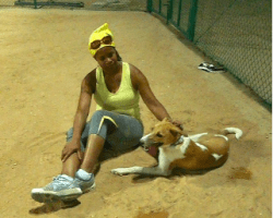 Talia - canaan dog for adoption in tampa fl 2
