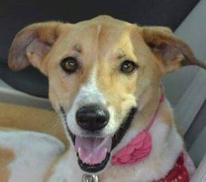 Canaan dog for adoption tampa florida