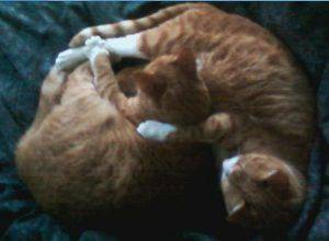 Adopted – zeus & zoey – bonded ginger tabbies –  hartford, boston