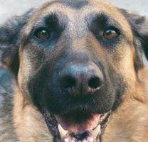 Tango - german shepherd for adoption california 4