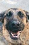 Tango - German Shepherd For Adoption California 4