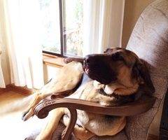 Tango - german shepherd for adoption california 7