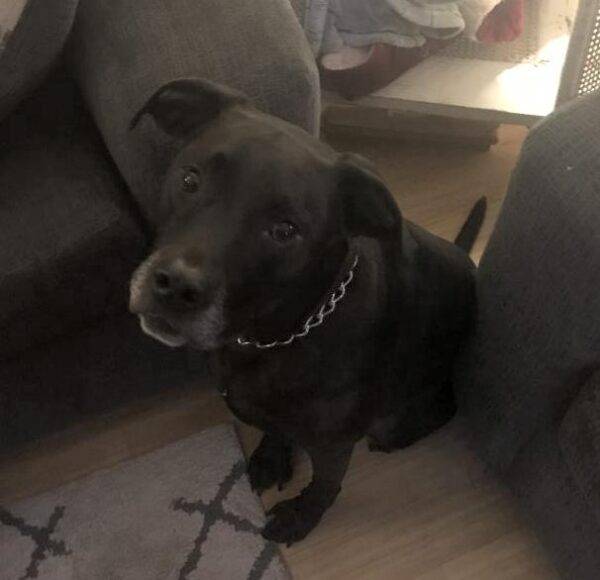 5 YO Labrador Retriever Mix For Adoption Jacksonville Beach Florida