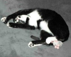 Tuxedo cat for adoption