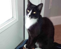 Tuxedo cat for adoption
