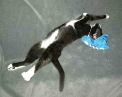 Tuxedo cat for adoption