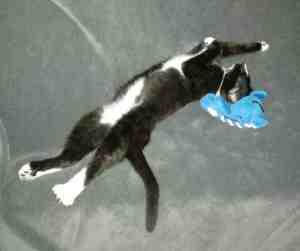tuxedo cat for adoption Photo tuxedo cat for adoption