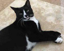 Tuxedo cat for adoption