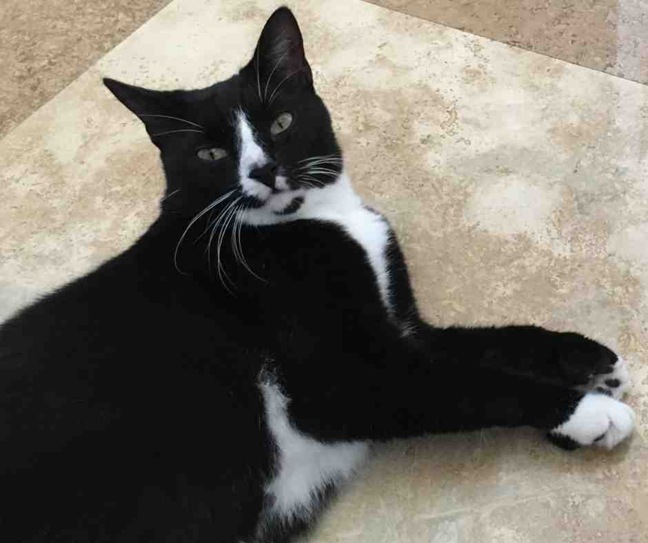 Adorable polydactyl (six toes) tuxedo cat for adoption in jacksonville florida – meet tanner