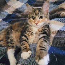 Torbie Tuxedo Maine Coon Mix Kitten For Adoption In Modesto California – Supplies Included – Adopt Tara
