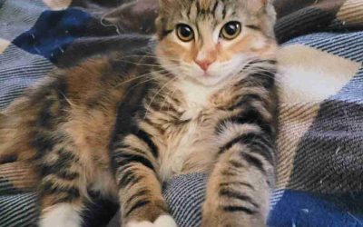 Torbie tuxedo maine coon mix kitten for adoption in modesto california – supplies included – adopt tara