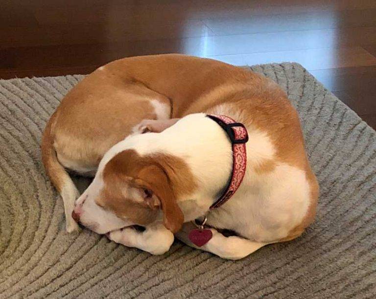 Salt Lake City UT Sweet Senior Brittany Spaniel Mix For Adoption to