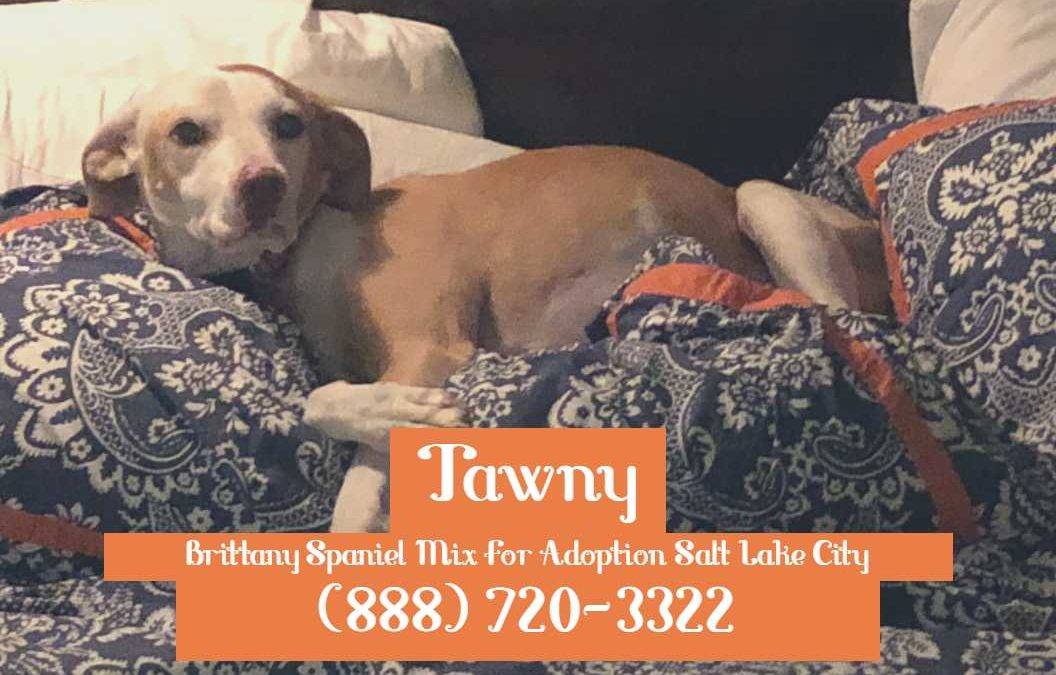 Salt Lake City UT – Sweet Senior Brittany Spaniel Mix For Adoption to Loving Home – Meet Tawny