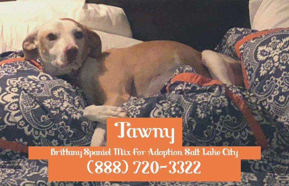 Salt Lake City UT Sweet Senior Brittany Spaniel Mix For Adoption to