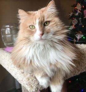 Taylor - Purebred Siberian Cat For Adoption in Brooklyn NY 4