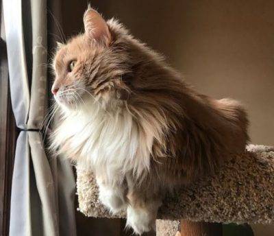 Taylor - purebred siberian cat for adoption in brooklyn ny 4