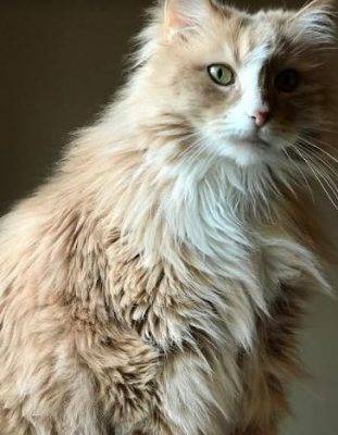 Taylor - purebred siberian cat for adoption in brooklyn ny 4