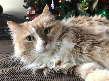 Taylor - Purebred Siberian Cat For Adoption in Brooklyn NY