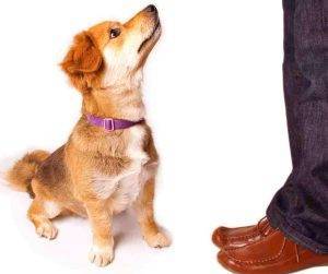 Photo Dog sits in front of man who is clearly showing him some tricks